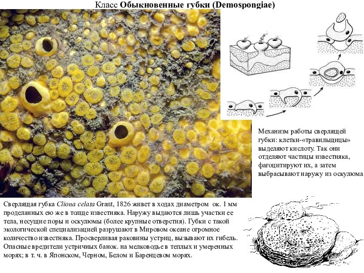 Класс Обыкновенные губки (Demospongiae) Сверлящая губка Cliona celata Grant, 1826 живет