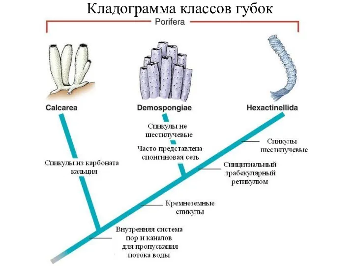 Кладограмма классов губок