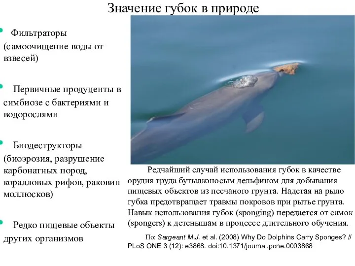 Значение губок в природе Редчайший случай использования губок в качестве орудия