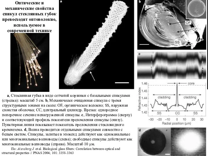 Оптические и механические свойства спикул стеклянных губок превосходят оптоволокно, используемое в