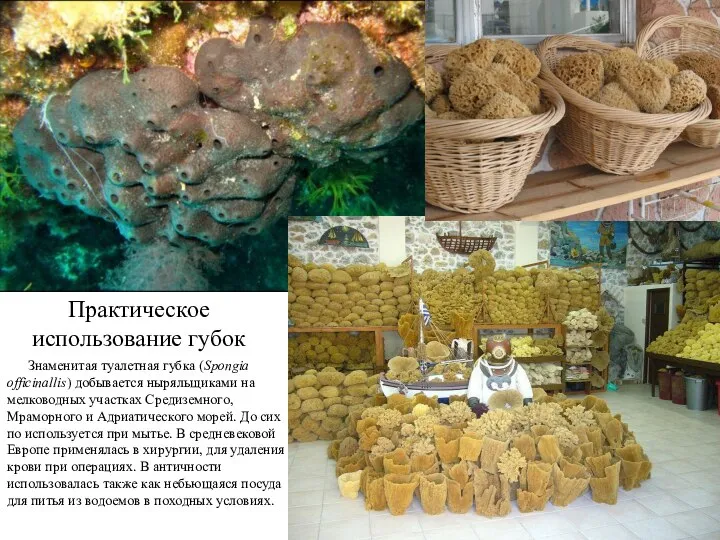 Практическое использование губок Знаменитая туалетная губка (Spongia officinallis) добывается ныряльщиками на