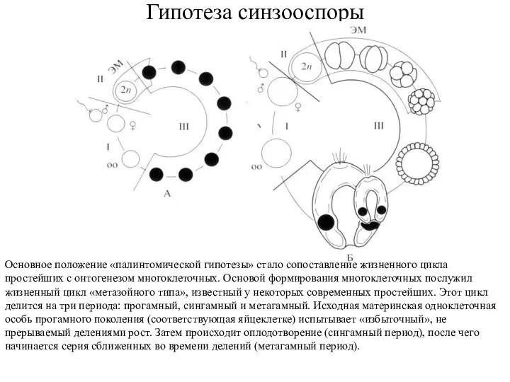 Гипотеза синзооспоры Основное положение «палинтомической гипотезы» стало сопоставление жизненного цикла простейших