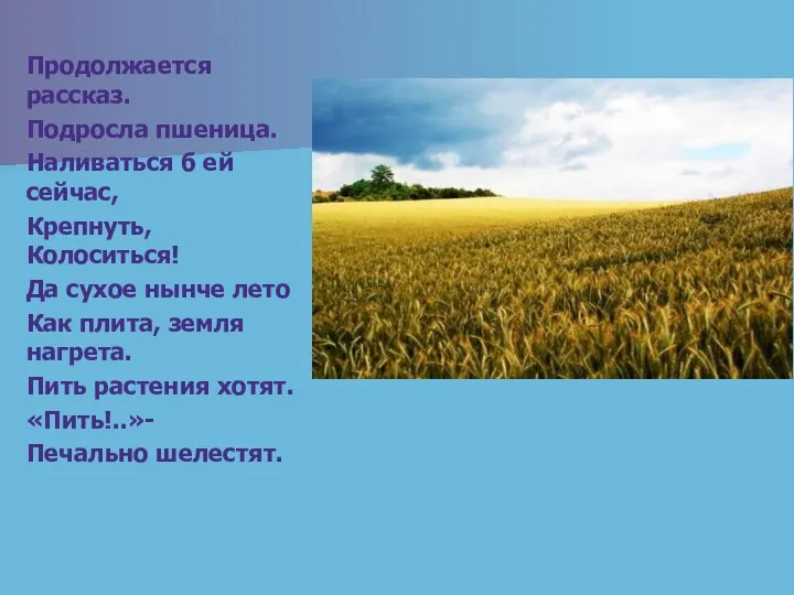 Продолжается рассказ. Подросла пшеница. Наливаться б ей сейчас, Крепнуть, Колоситься! Да