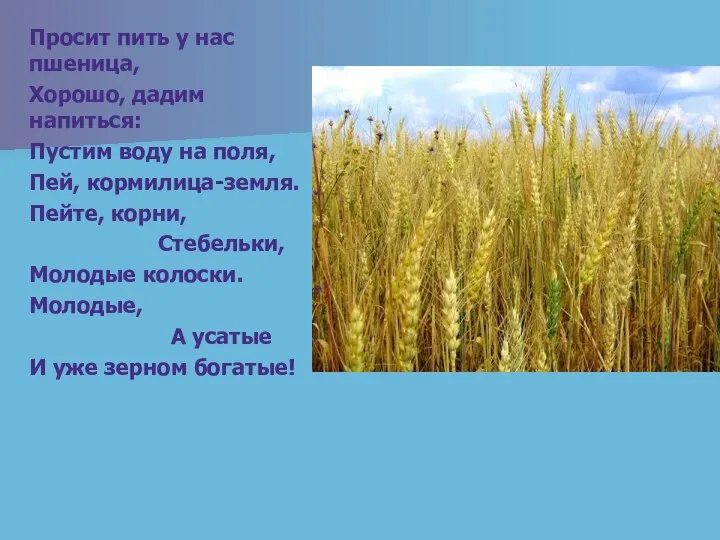 Просит пить у нас пшеница, Хорошо, дадим напиться: Пустим воду на