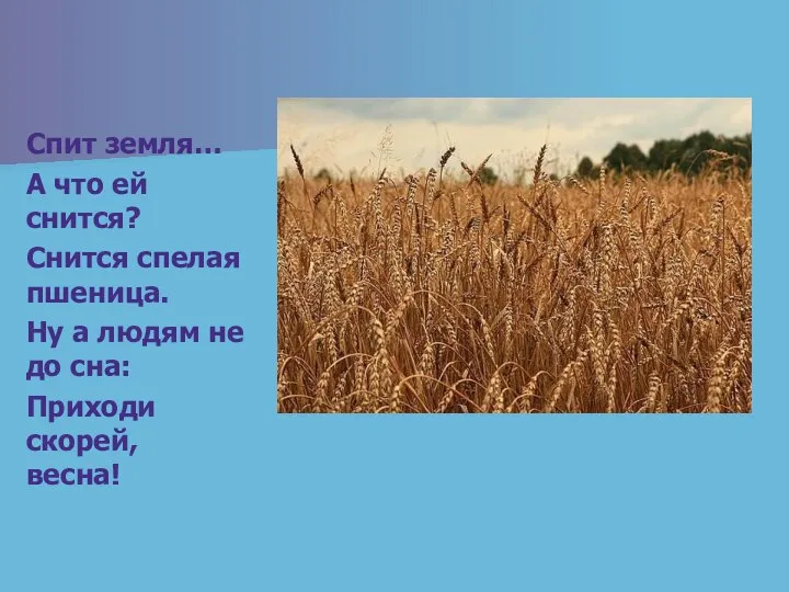 Спит земля… А что ей снится? Снится спелая пшеница. Ну а