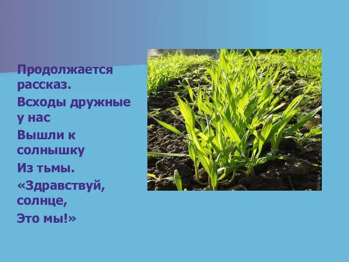 Продолжается рассказ. Всходы дружные у нас Вышли к солнышку Из тьмы. «Здравствуй, солнце, Это мы!»