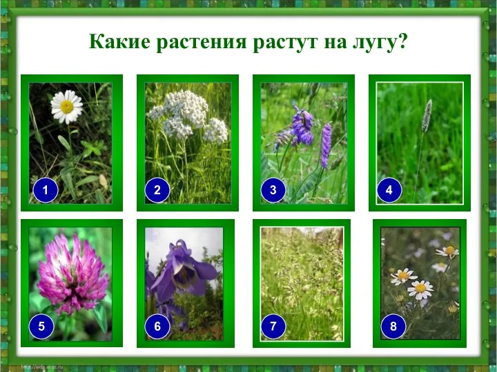 Какие растения растут на лугу? 7 6 2 5 3 4 8 1