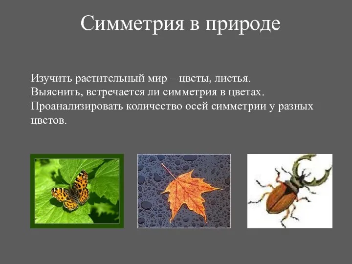 Симметрия в природе Изучить растительный мир – цветы, листья. Выяснить, встречается