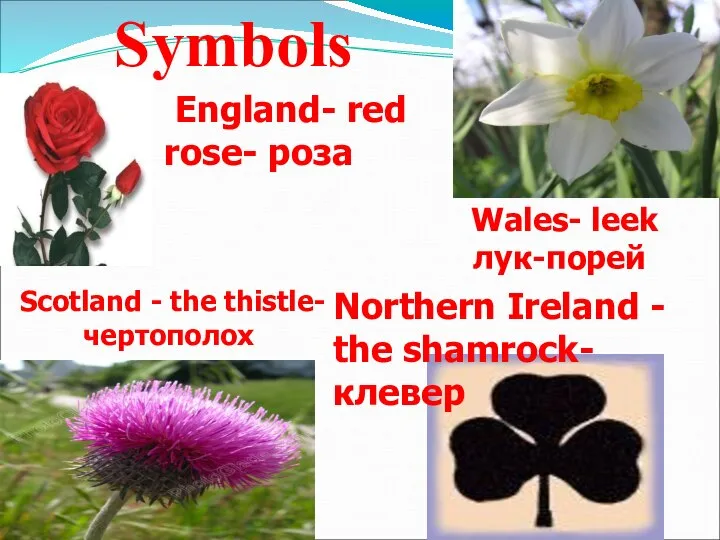 England- red rose- роза Wales- leek лук-порей Scotland - the thistle-чертополох