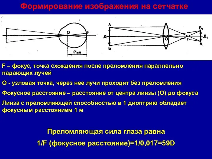 Формирование изображения на сетчатке F – фокус, точка схождения после преломления