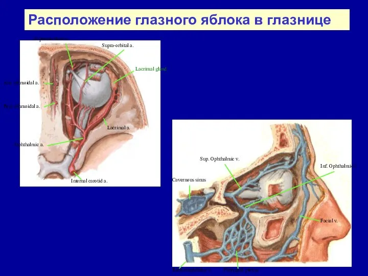 Расположение глазного яблока в глазнице