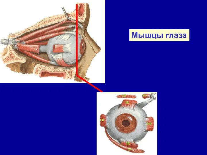 Мышцы глаза