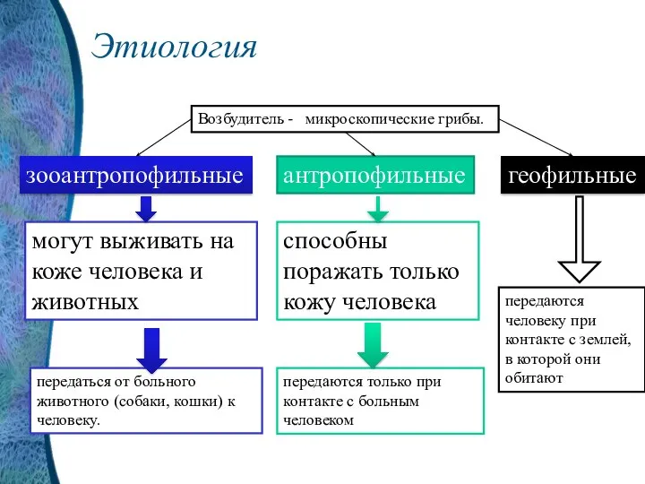 Этиология Возбудитель - микроскопические грибы. зооантропофильные могут выживать на коже человека