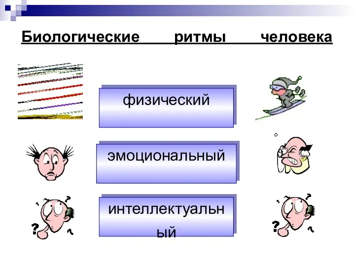 Биологические ритмы человека физический эмоциональный интеллектуальный