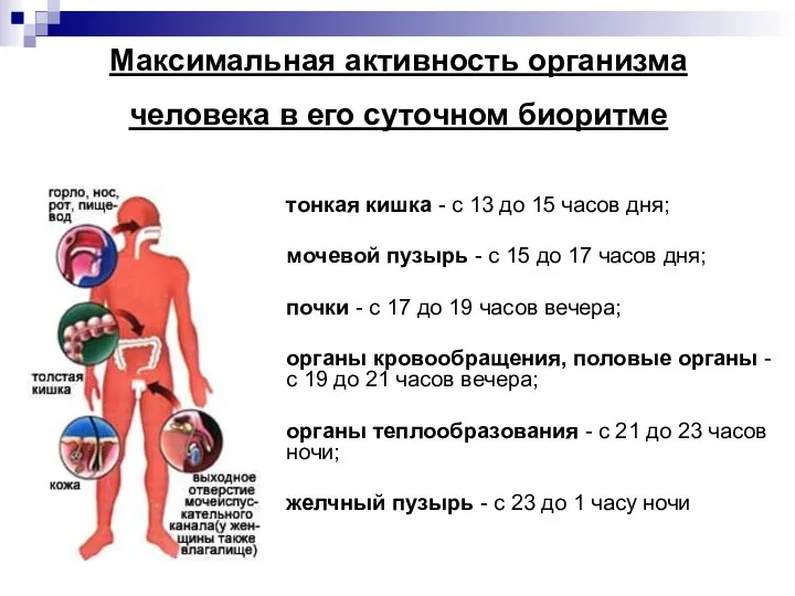 Максимальная активность организма человека в его суточном биоритме тонкая кишка -