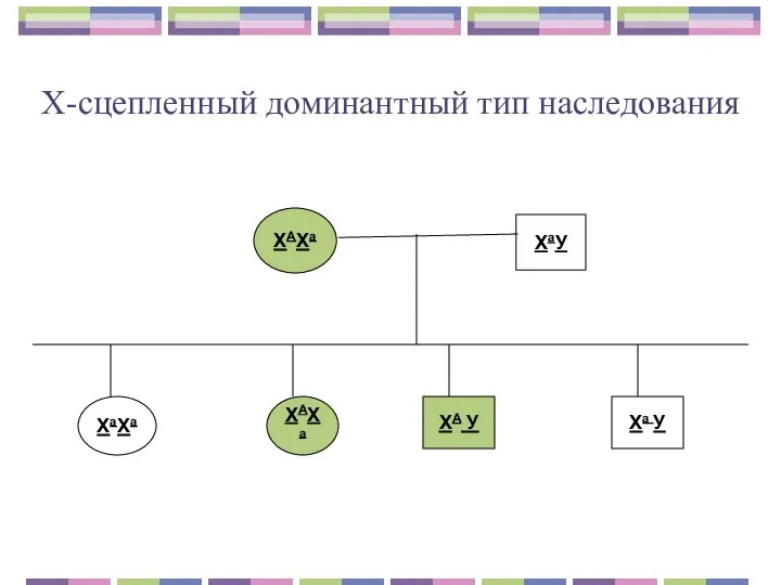 Х-сцепленный доминантный тип наследования