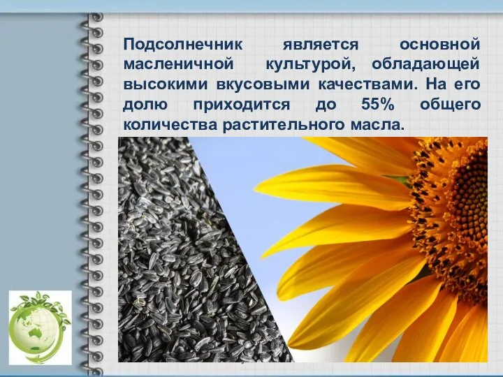 Подсолнечник является основной масленичной культурой, обладающей высокими вкусовыми качествами. На его