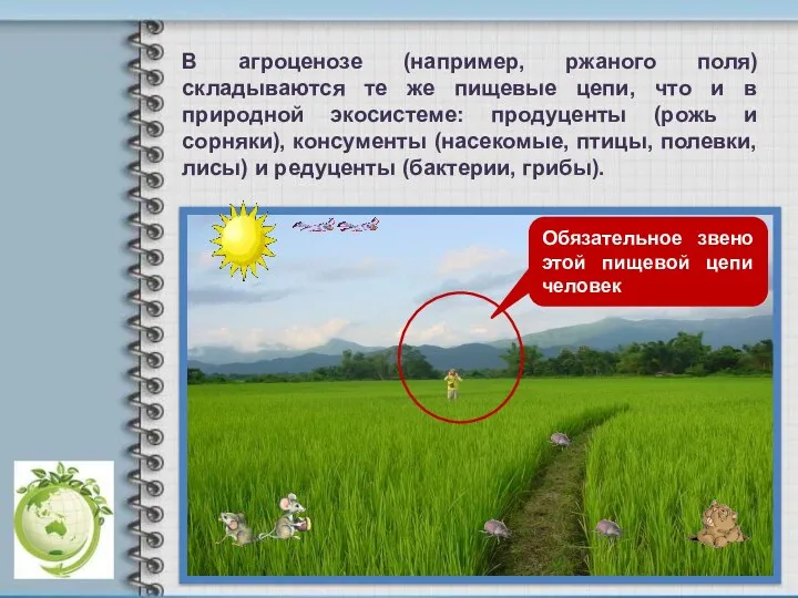 В агроценозе (например, ржаного поля) складываются те же пищевые цепи, что