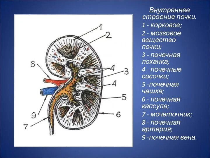 Внутреннее строение почки. 1 - корковое; 2 - мозговое вещество почки;