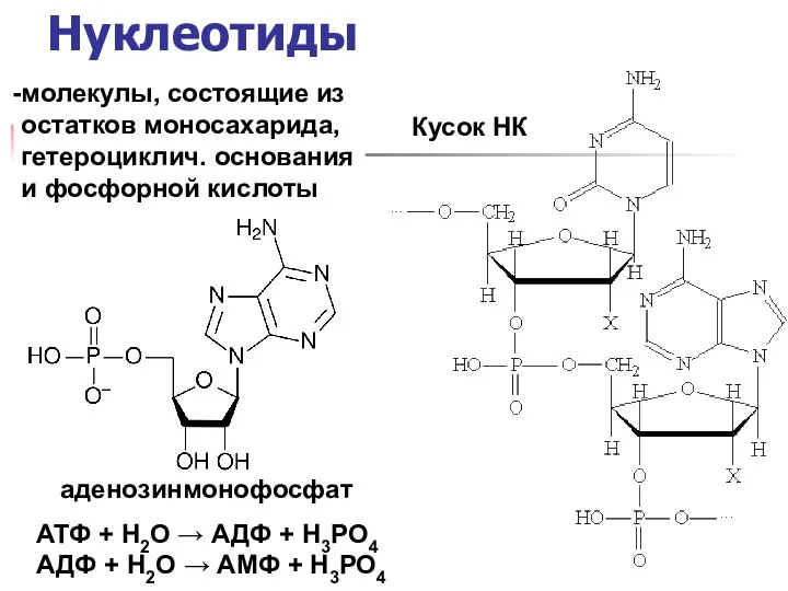 Нуклеотиды аденозинмонофосфат Кусок НК молекулы, состоящие из остатков моносахарида, гетероциклич. основания