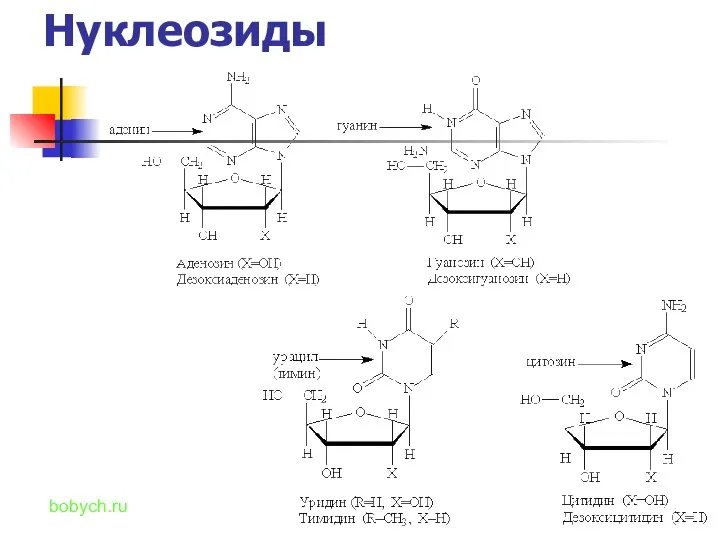 Нуклеозиды bobych.ru