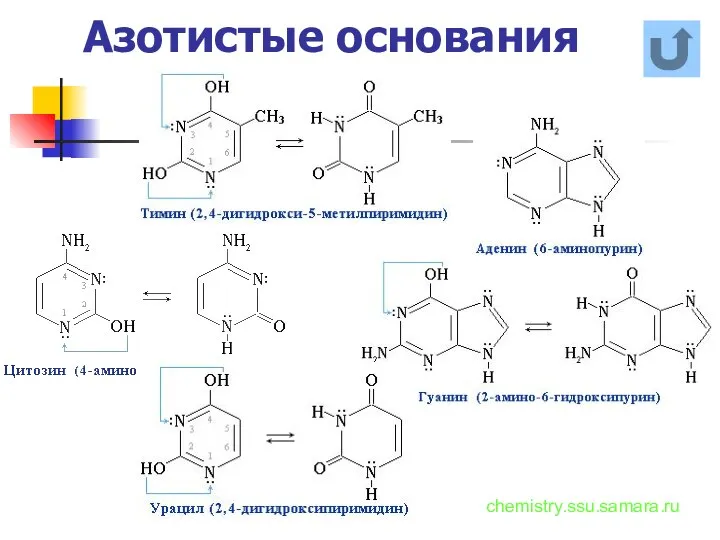 Азотистые основания chemistry.ssu.samara.ru
