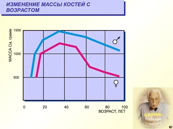 ИЗМЕНЕНИЕ МАССЫ КОСТЕЙ С ВОЗРАСТОМ