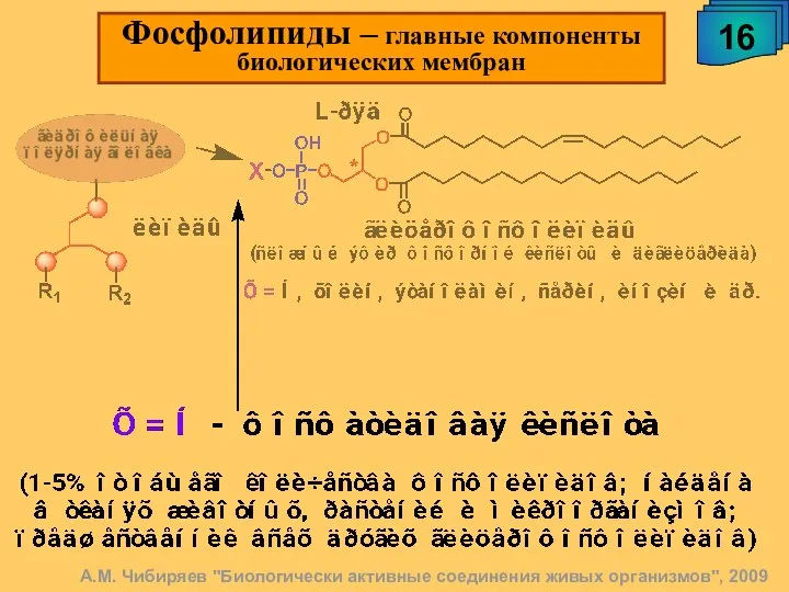 16 Фосфолипиды – главные компоненты биологических мембран А.М. Чибиряев "Биологически активные соединения живых организмов", 2009