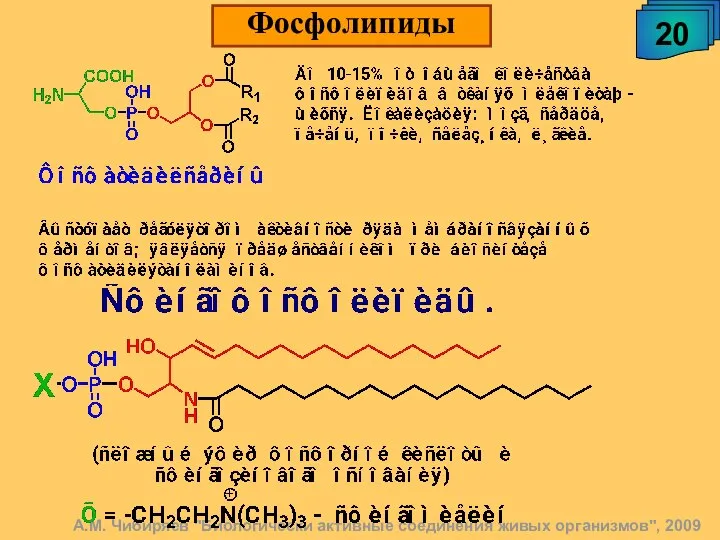 А.М. Чибиряев "Биологически активные соединения живых организмов", 2009 20 Фосфолипиды