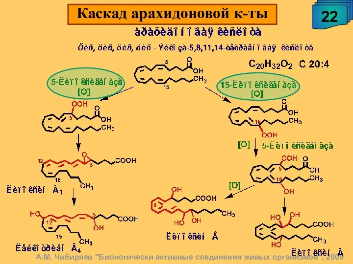 А.М. Чибиряев "Биологически активные соединения живых организмов", 2009 22 Каскад арахидоновой к-ты