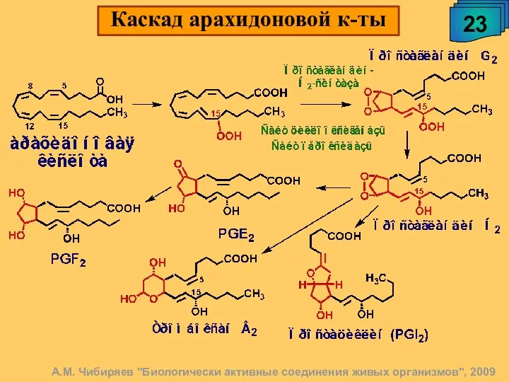 23 Каскад арахидоновой к-ты А.М. Чибиряев "Биологически активные соединения живых организмов", 2009