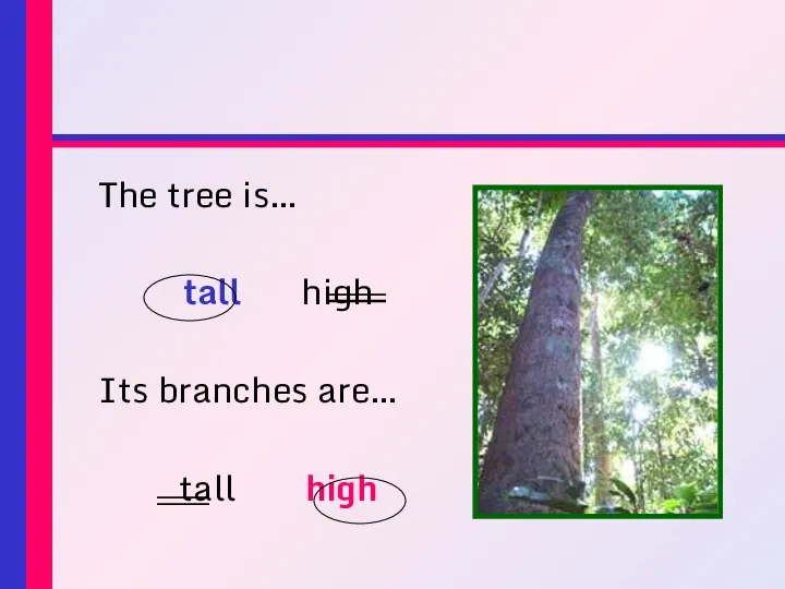 The tree is… tall high Its branches are… tall high