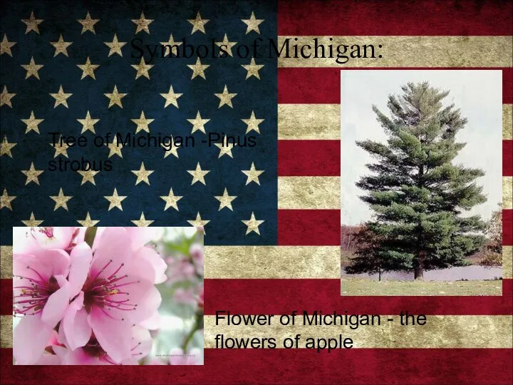 Symbols of Michigan: Tree of Michigan -Pinus strobus Flower of Michigan - the flowers of apple