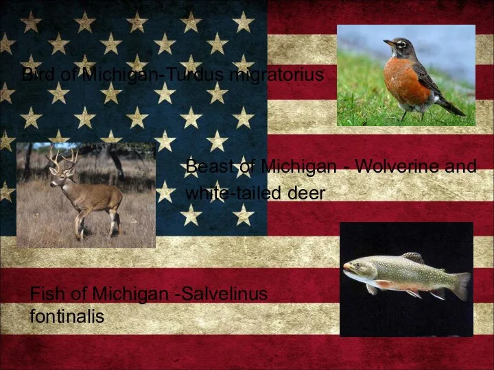 Bird of Michigan-Turdus migratorius Beast of Michigan - Wolverine and white-tailed