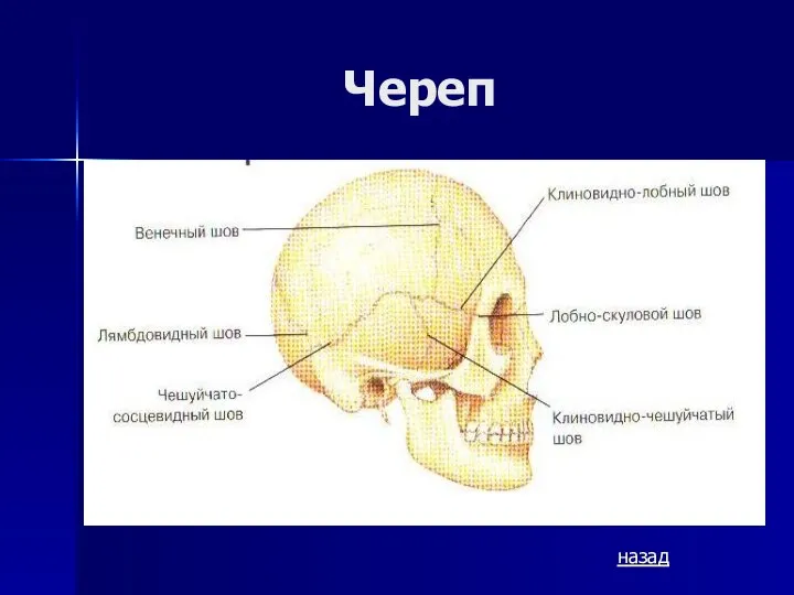 Череп назад