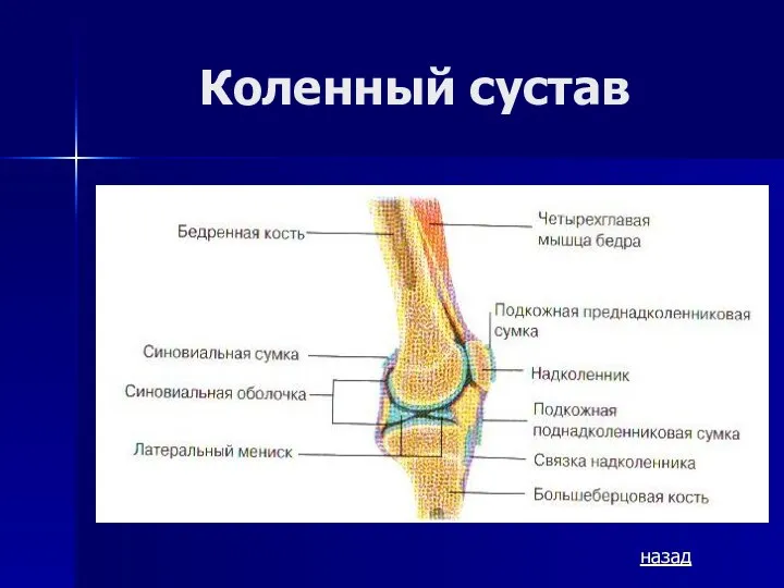 Коленный сустав назад