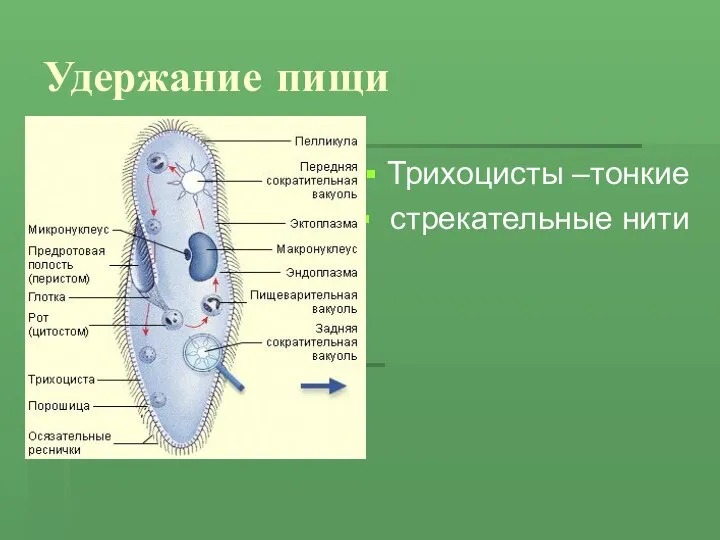 Удержание пищи Трихоцисты –тонкие стрекательные нити