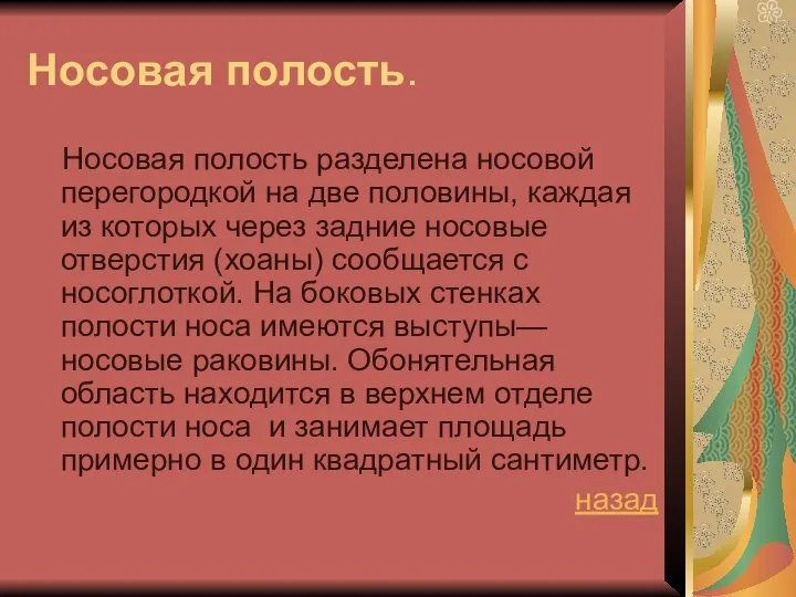 Носовая полость. Носовая полость разделена носовой перегородкой на две половины, каждая