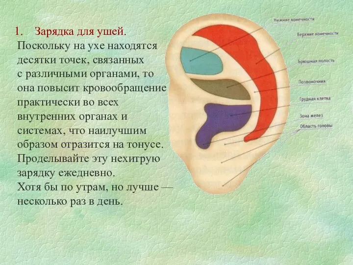 Зарядка для ушей. Поскольку на ухе находятся десятки точек, связанных с