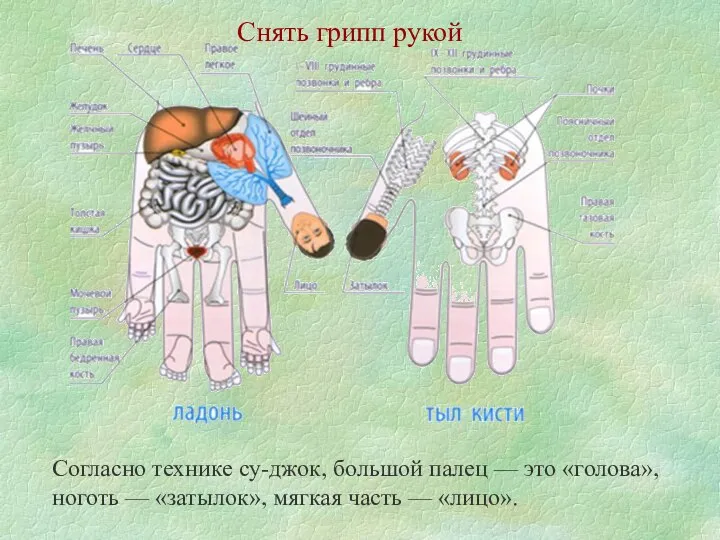 Снять грипп рукой Согласно технике су-джок, большой палец — это «голова»,