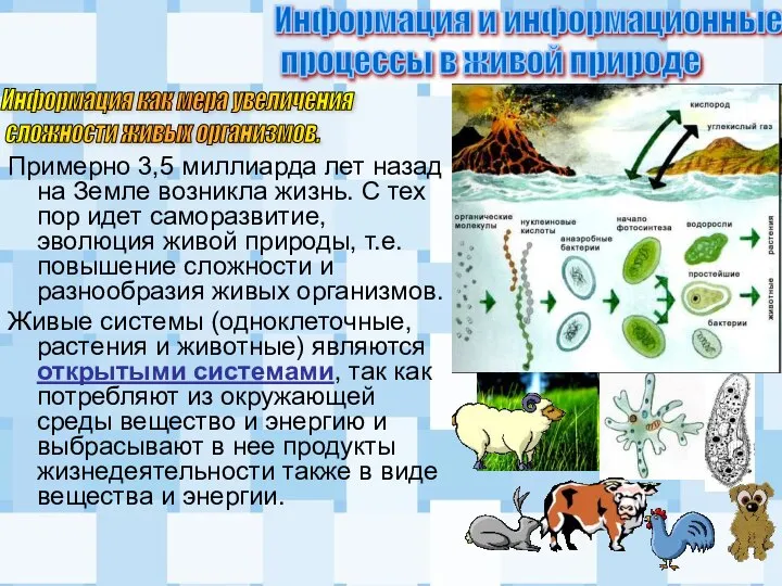 Примерно 3,5 миллиарда лет назад на Земле возникла жизнь. С тех