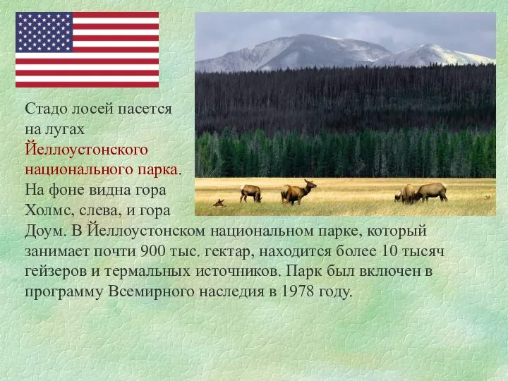 Стадо лосей пасется на лугах Йеллоустонского национального парка. На фоне видна