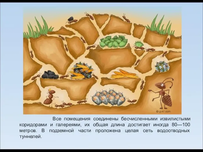 Все помещения соединены бесчисленными извилистыми коридорами и галереями, их общая длина