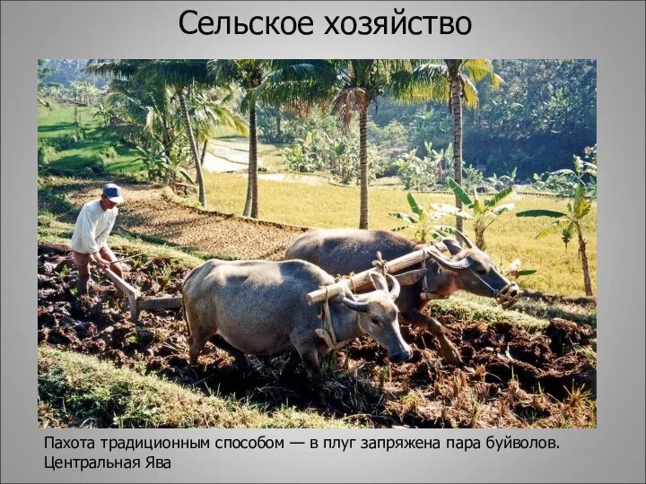 Сельское хозяйство Пахота традиционным способом — в плуг запряжена пара буйволов. Центральная Ява