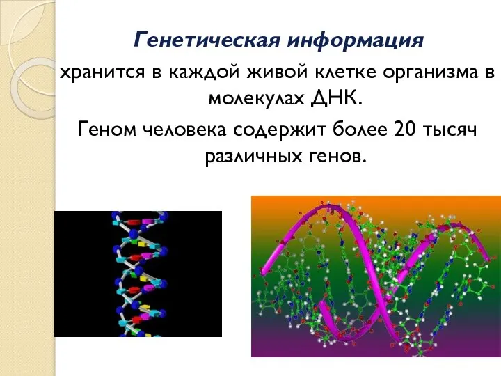 Генетическая информация хранится в каждой живой клетке организма в молекулах ДНК.