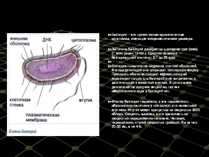 Строение Бактерии – это примитивные одноклеточные организмы, имеющие микроскопические размеры. Величина