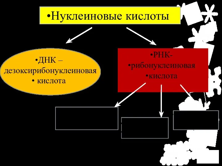 Нуклеиновые кислоты ДНК – дезоксирибонуклеиновая кислота РНК- рибонуклеиновая кислота Информационная (и-РНК)