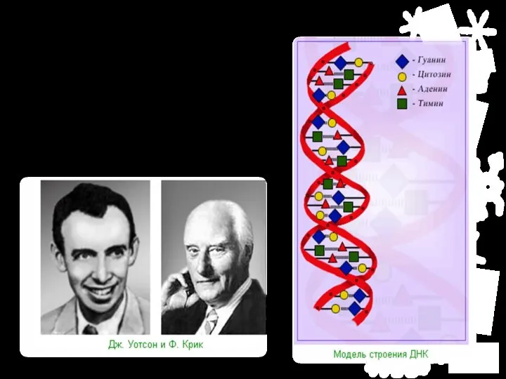 Модель ДНК 1953 г. – создание модели ДНК