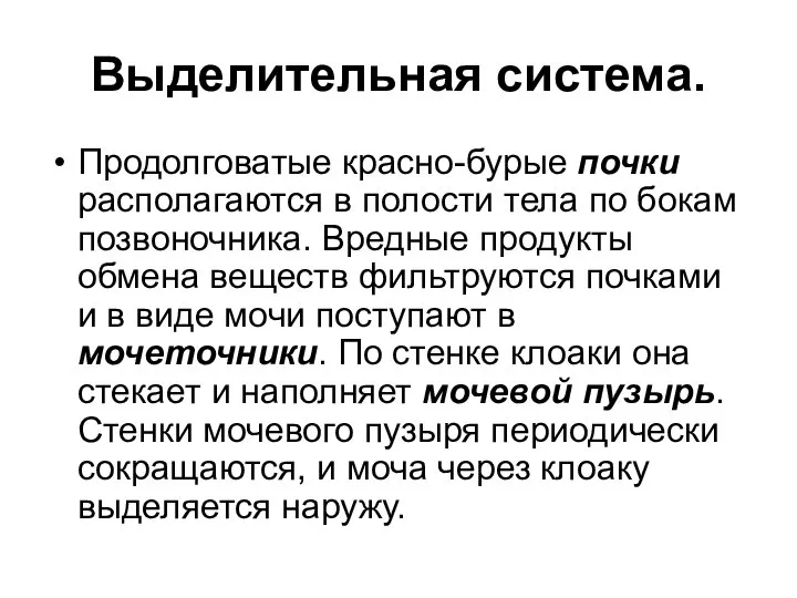 Выделительная система. Продолговатые красно-бурые почки располагаются в полости тела по бокам