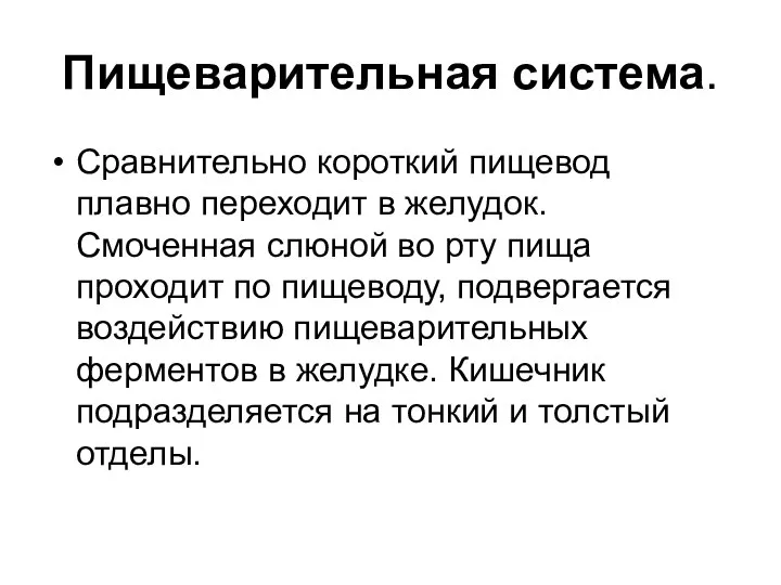 Пищеварительная система. Сравнительно короткий пищевод плавно переходит в желудок. Смоченная слюной